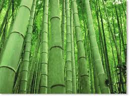 You can now pull up the bamboo. How To Kill Bamboo