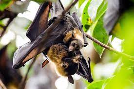 Select from premium spectacled flying fox of the highest quality. Fledermause Flying Foxes Kostenloses Foto Auf Pixabay