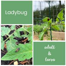 Maybe you would like to learn more about one of these? 3 Organic Aphid Control Methods Tested The Beginner S Garden