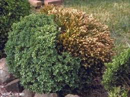 Golden dream dwarf boxwood buxus microphylla 'peergold' plant patent #16,052 a dense, rounded, and compact shrub with rich green variegated foliage. Boxwood Blight Fairfax Gardening