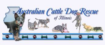 Choose a type of pet to adopt Australian Cattle Dog Rescue Of Illinois Adoption Heelers