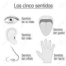 Five Senses Chart With Sensory Organs Eye Ear Tongue Nose