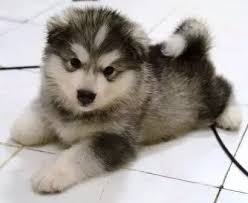 15 best husky mix german shepherd images and photos. How Does One Tell That A Dog Puppy Is A Husky Or A Malamute Quora