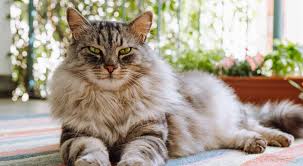 ‪The 10 Most Popular Breeds of Cats - RAWZ‬‏