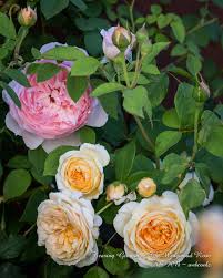 Maybe you would like to learn more about one of these? Teasing Georgia A Beautiful Healthy Rose In My Garden