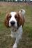 6 Fascinating Facts to Learn About the Welsh Springer Spaniel