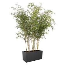 Maybe you would like to learn more about one of these? Hardy Bamboo Plants Waitrose Garden
