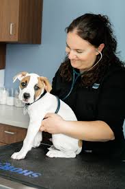 We did not find results for: Clinique Veterinaire Des Petits Animaux De L Estrie A Sherbrooke