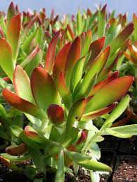 Panda plants can live indoors for a long time. What Are Succulent Plants Youngs