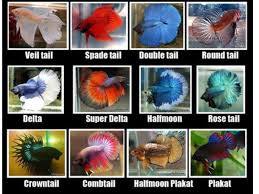 Shelster8 S Image Betta Fish Types Betta Fish Tank Betta Fish