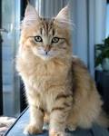 Siberian Cat Rescue - update: available Siberians ...
