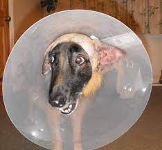 Cassie The Gsd Who Has Undergone Ear Canal Ablation