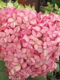 Image result for Hydrangea arborescens Pink Anabelle