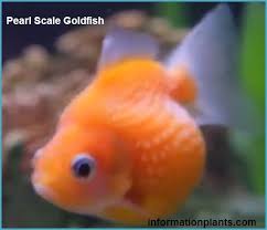 سمكة الزينة الؤلؤية السمكة pearl scale goldfish سمك زينة انواع الاسماك معلومان عامه معلوماتية نبات حيوان اسماك فوائد fish pet fish pets