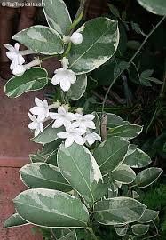 Image result for Hermannia floribunda