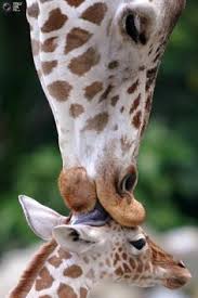 Bamby By Mark Trabue By Mark Trabue Via Flickr A Dose Of Cute Pinterest Babies Deer And Baby Deer