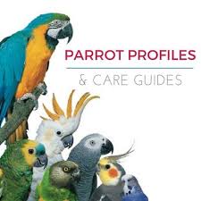 Birds You Can Have As Pets Uk Learn About Your Parrot S Origin Life Span Noise Levels Diet And Cage Requirements By Visiting Our Blog Blog Parrotessent Parrot Parrot Toys Conure Parrots