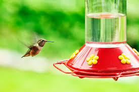 Let cool allow the solution to cool completely before. 3 Tips For Placing Your Hummingbird Feeder