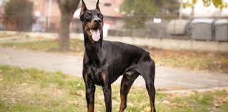 A sort of children's film that is part crime thriller, part slow tv, and part trained dog videos. Doberman Movies Best And New Films