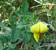 Image result for Crotalaria capensis