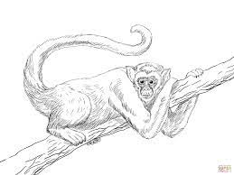 coloriage singe araignee laineux muriqui coloriages a imprimer gratuits docteur xxl