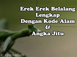 Erek Erek Belalang Lengkap Dengan Kode Alam Dan Angka Jitu Si Oyen