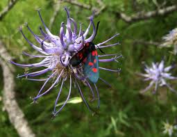 Image result for Phymaspermum