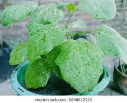 Image result for Solanum macrocarpon