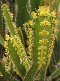 Image result for Euphorbia persistentifolia