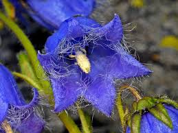 Image result for Campanulaceae