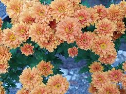 We did not find results for: Fall Flowers Chrysanthemum Flower Wallpaper Pictures Autumn Flowers Yellow Chrysanthemums Wildflower Small Yellow Flowers Background Asteraceae Pikist