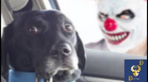 Omg A Clown Funny Dogs Dogs Funny Cat Pictures