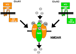 More generally, nmda receptors act as coincidence detectors and mediate numerous forms of synaptic plasticity all over the brain (lynch, 2004). Ijms Free Full Text Flux Independent Nmdar Signaling Molecular Mediators Cellular Functions And Complexities Html