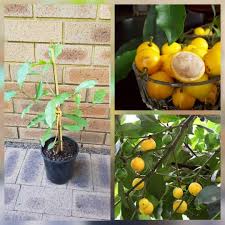 Achachairu garcinia humilis orange mangosteen tropical fruit tree starter plant. Madrono Lemondrop Mangosteen Leeming Fruit Trees Facebook
