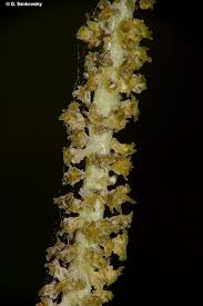 Image result for Hunteria zeylanica