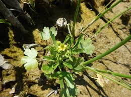 Image result for Ranunculus sceleratus