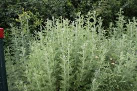 Image result for Artemisia afra