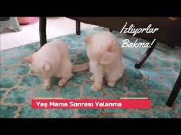 kediler nasil yalanir ve su icer youtube