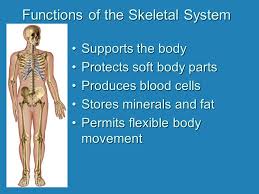 The human body is the structure of a human being. Skeletal System Structure And Growth Of Bones Organization Of The Skeleton Ppt Download