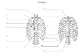 Jul 27, 2021 · the thoracic cage (rib cage) is the skeleton of the thoracic wall. Rib Cage 1 9 2 3 4 10 5 6 11 7 12 8 Chegg Com