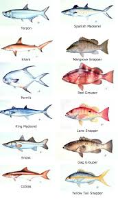 Keys Fish Chart Fish Chart Fishing Tips Saltwater Fishing