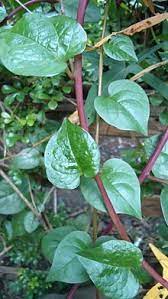 Maybe you would like to learn more about one of these? 12 Plants For South Fl Edible Gardens Ideas Edible Garden Plants Permaculture