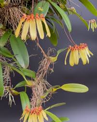 Image result for Bulbophyllum longiflorum
