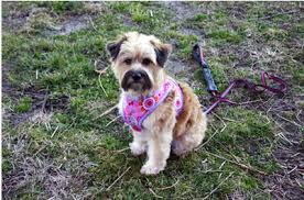 This dog harness has been inspired by one of the best sellers on amazon, the puppia harness. 9 Diy Dog Harnesses For The Fashion Forward Pup And Owner Barkpost