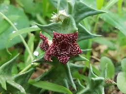 Image result for Orbea carnosa