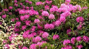 Native to the mountains of the southeastern u.s. In Season Rhododendron