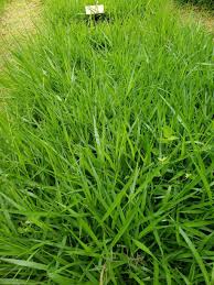 Image result for Urochloa brizantha