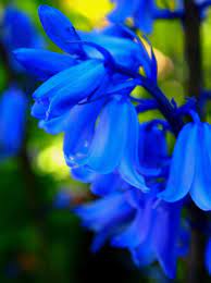 17 Japanese Flower Meanings Japan Talk Blue Bell Flowers Japanese Flowers Blue Garden
