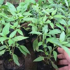Daun kemangi atau yang dikenal sebagai daun basil manis adalah tanaman daun ocinum basilicum, yang masih termasuk ke dalam keluarga daun mints / lamiaceae. Jual Tanaman Daun Kemangi Selasih Kota Batu Soesanties Garden Tokopedia