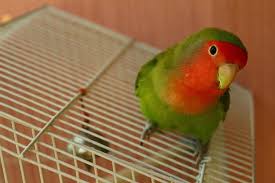 Jenis kandang ternak lovebird 1. Cara Ternak Burung Lovebird Untuk Pemula Hinyong